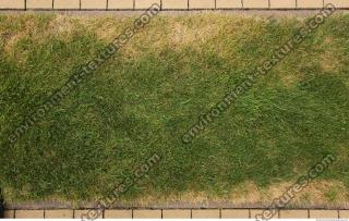 photo texture of grass 0004
